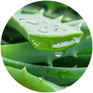 沖縄原産13種類のうるおい植物エキス配合