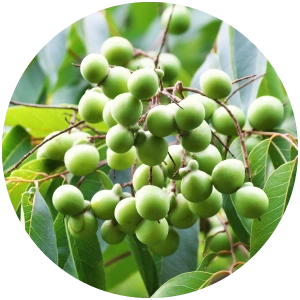 100％天然洗浄成分ソープナッツエキスを配合