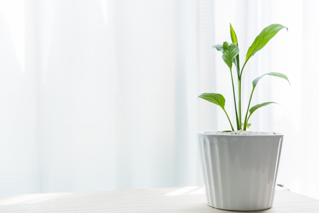 バリア機能を支えるスキンケア