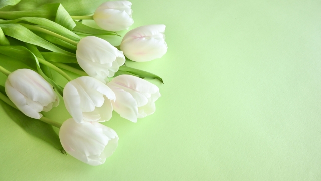 朝洗顔の正しいやり方｜肌本来の力を守るやさしい洗顔方法