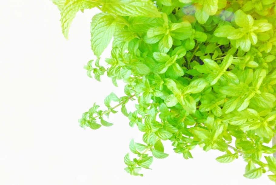 朝の皮脂は「汚れ」ではない|バリア機能との関係